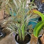 Howea forsteriana Hoja