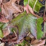 Parthenocissus tricuspidata Feuille