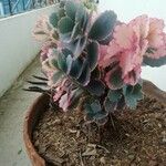 Kalanchoe laxiflora Ліст