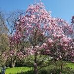 Magnolia × soulangeana ᱛᱟᱦᱮᱸ