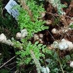 Polypodium cambricum Leaf