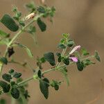 Hygrophila costata Хабит