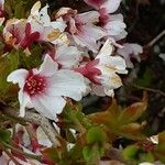 Prunus incisa 花