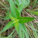 Aspilia mossambicensis Hoja