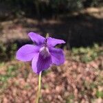 Viola pyrenaica Kvet