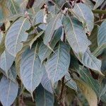 Lithocarpus pachyphyllus Blad