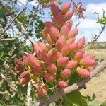 Pistacia vera Flower