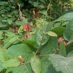 Passiflora miniata Muu