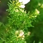 Erica lusitanica Blomst