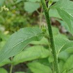 Hesperis matronalis পাতা