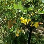 Colutea orientalis പുഷ്പം