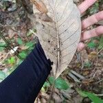 Williamodendron glaucophyllum Leaf