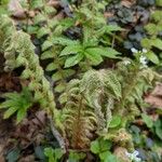 Polystichum braunii Хабит