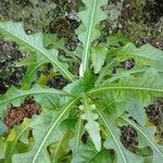 Sonchus fruticosus Hoja