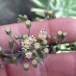 Dudleya edulis Flor