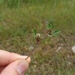 Trifolium scabrum Blomma