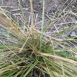 Macrochloa tenacissimaList