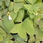 Oxalis latifolia पत्ता