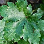 Sanicula europaea Hoja