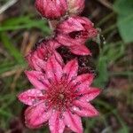 Sempervivum arachnoideum Λουλούδι