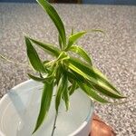 Chlorophytum comosum পাতা