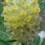 Astragalus alopecurus Blüte