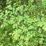 Thalictrum fendleri Leaf