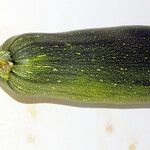 Cucurbita pepo Fruto