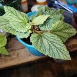 Begonia aconitifolia Blad