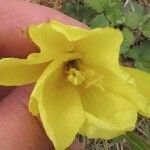 Oenothera stricta Blomma