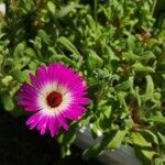 Dorotheanthus bellidiformis Flor