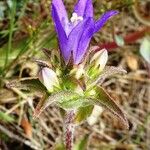 Campanula glomerata Цвят