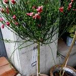 Cytisus scoparius عادت داشتن