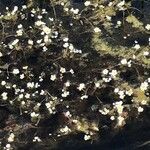 Ranunculus circinatus 花