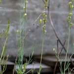 Linaria simplex Fruit