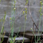 Linaria simplex Плод