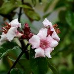 Strophanthus gratus Flor