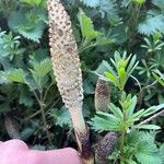 Equisetum telmateiaFlower