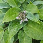 Hosta lancifolia 花