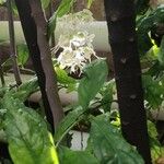 Clerodendrum wallii Casca
