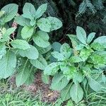 Phytolacca acinosa Habit