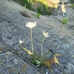 Daucus carotaFlower