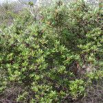 Xylococcus bicolor Yeri