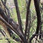 Plocama pendula Bark