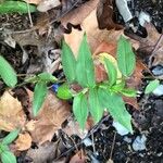 Commelina communis List