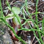 Vaccinium myrtillus Blad