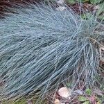 Festuca glauca Blad