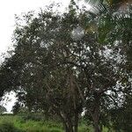 Cordia africana Buveinė