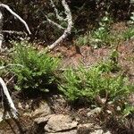 Woodsia ilvensis موطن