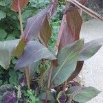 Canna × hybrida Leaf